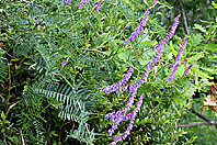 Vicia cracca Vicia cracca